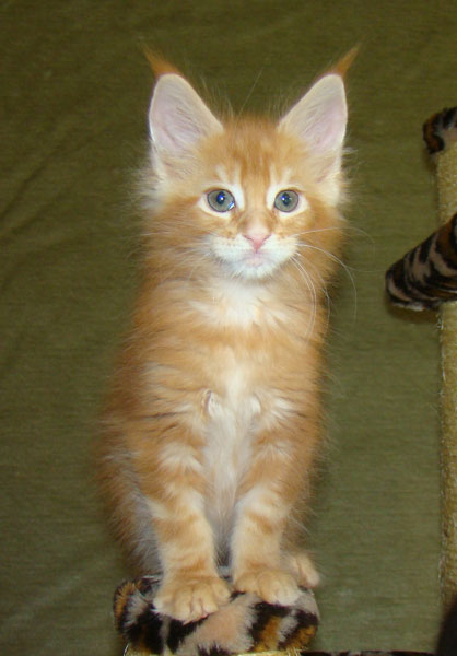     Catsvill County!   !    !       !!!    Catsvill County +7-926-544-74-09     .   ,   ,   ,    ,   ,  ,     ,   -,    ,   !